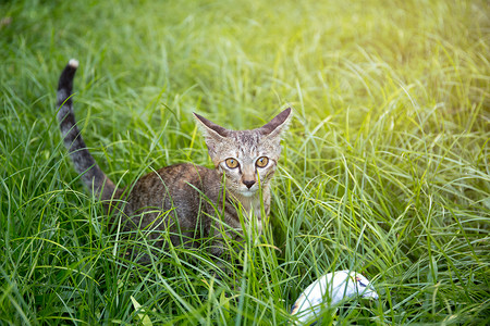 小猫咪在草地上玩耍看着花图片