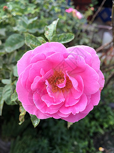 花园中的粉红色背景图片
