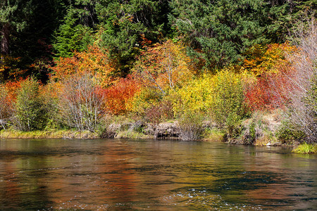 红色橙色和黄色的叶子在河边掉落反射着他们的颜色后图片