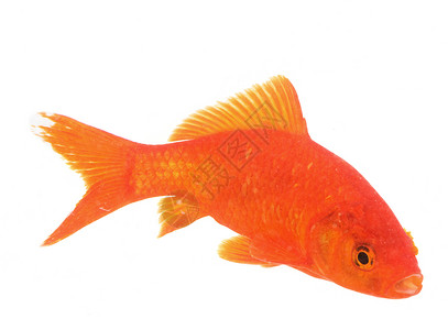 白色背景前的红色金鱼图片