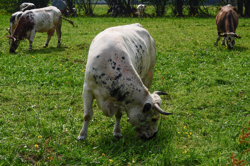 养牛的家属Bovinaeaka图片