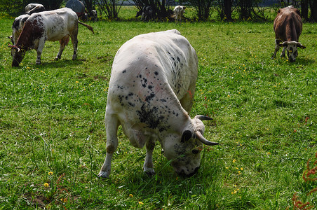 养牛的家属Bovinaeaka图片
