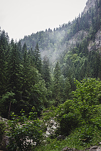 罗马尼亚喀尔巴阡山脉比卡兹峡谷的山景悬崖和松林图片