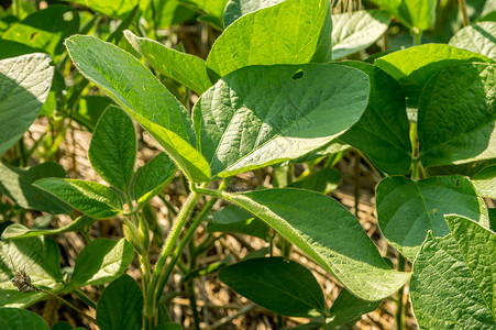 关闭好的绿色大豆植物图片