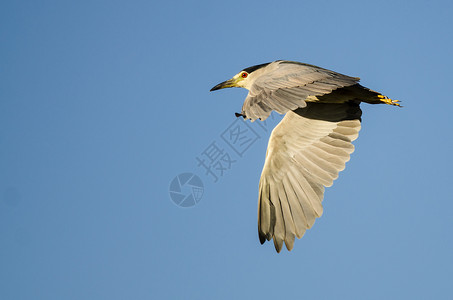 黑冠夜鹭在蓝天上翱翔图片