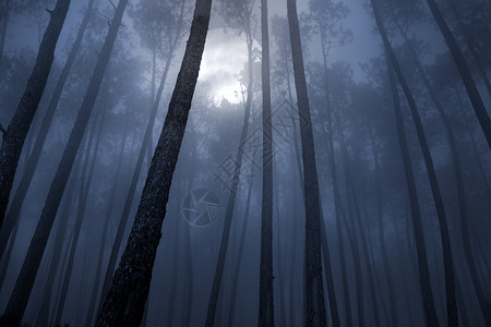满月之夜的雾林图片