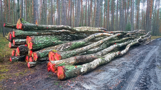 在森林里砍伐原木柴图片