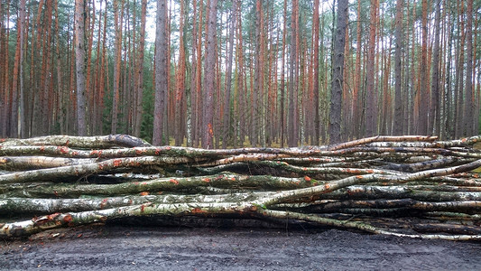 在森林里砍伐原木柴火图片