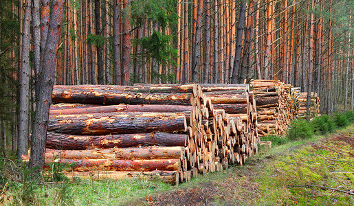 砍伐森林的原木图片