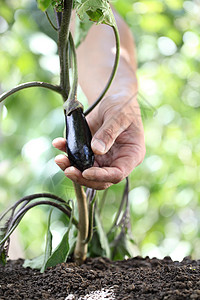 手摸菜园里植物的茄子特写图片