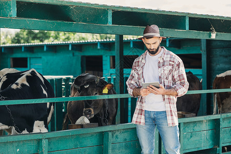 戴帽子的胡须农民在站奶牛附近工作时使图片