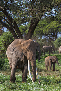 非常大的象长着的獠牙肯尼亚非洲背景图片