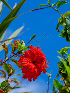 芙蓉与蓝天图片