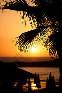 太阳日落剪影棕榈树图片