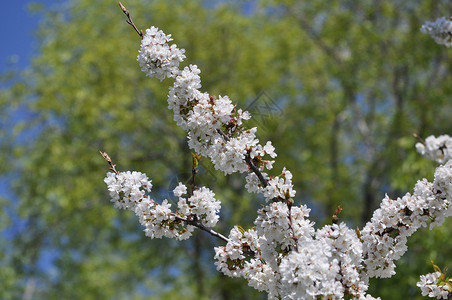 樱桃又名李树花盛开花背景图片