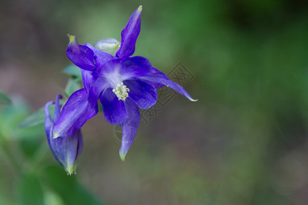 春天花园里的花蓝铃图片