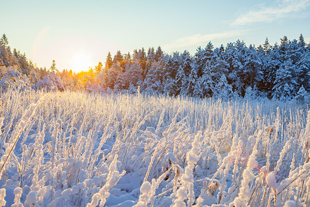 雪仙子般的白雪在太阳光照耀下的森图片