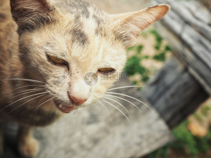 背景上的猫脸特写图片