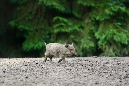 春天森林里的小野猪图片