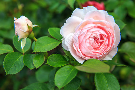 美丽的粉红怀旧玫瑰HerzoginChristian图片
