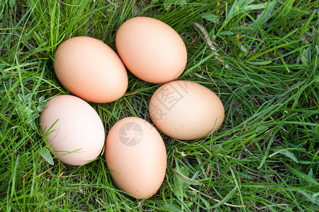 鸡蛋躺在绿草的窝里图片