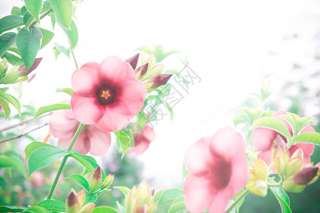 花卉复古花园植物中的粉红色花朵图片