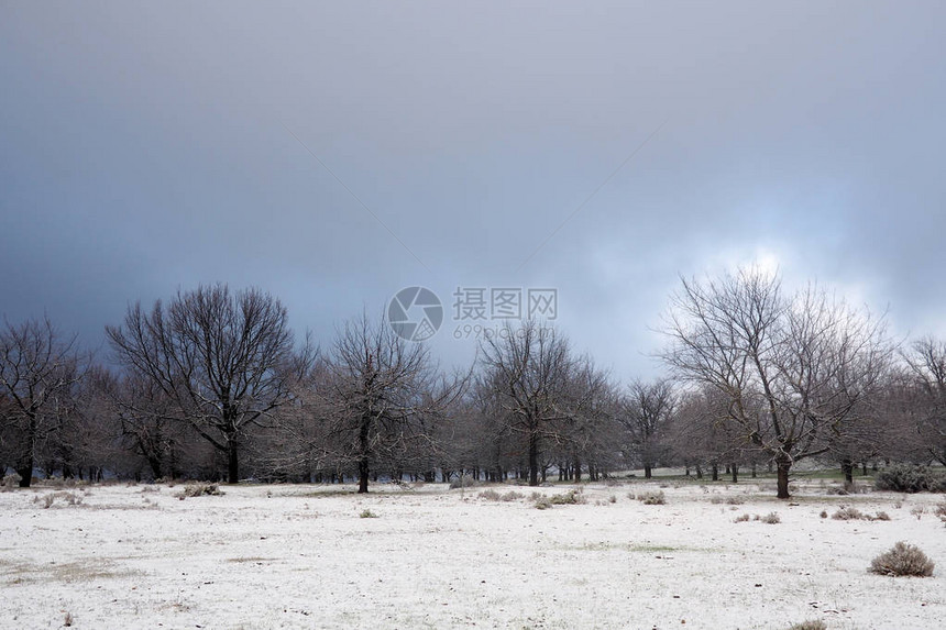 雪中森林中的树木图片