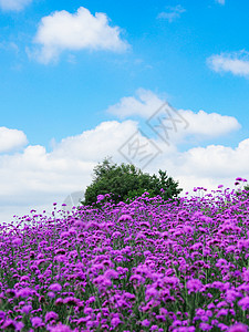 北海道的花园图片