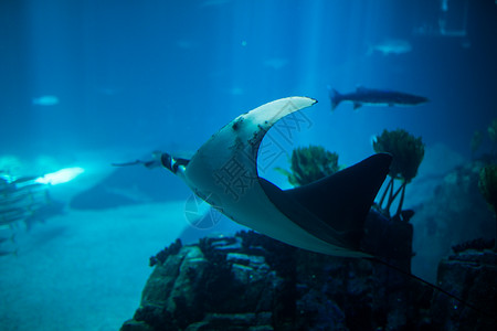 水族馆的电射线鱼蓝图片