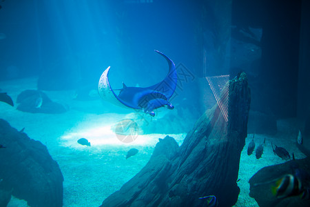 水族馆的电射线鱼蓝图片