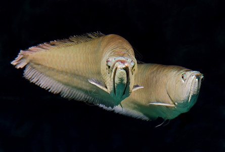 水族馆中的银亚罗安娜Osteoglossumbicirrh图片