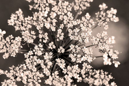 Pimpinellasaxifraga的花序图片