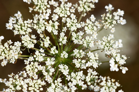 Pimpinellasaxifraga的花序图片
