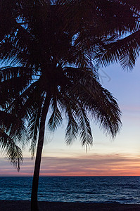 棕榈树剪影日落五颜六色的天空背光泰国普吉岛图片