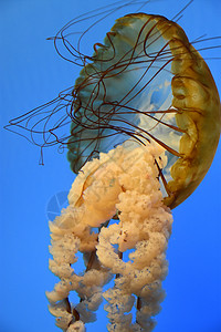 太平洋海荨麻水母在水中图片