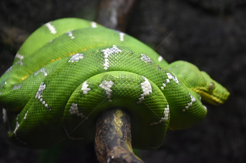 绿色树皮蛇图片
