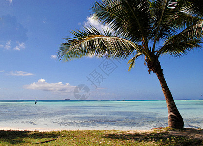 在微小海滩旁的一棵单椰子树西班为图片