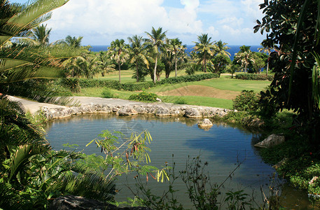 热带岛屿景观花园中的小池塘图片