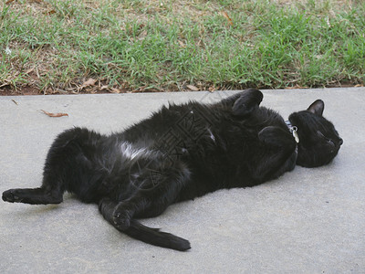 大黑猫趴在地上躺在绿色草地图片