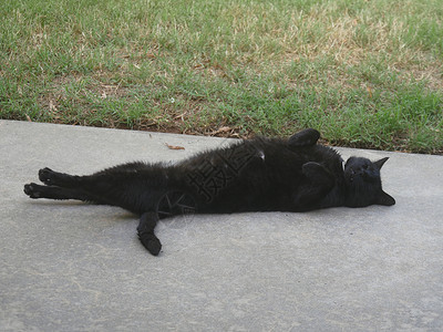 黑猫平躺着双腿伸直图片