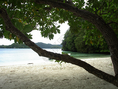 北海滩白沙带由树木塑造并被帕劳图片