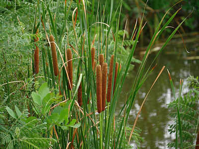 在池塘周围生长的一根棍子上被人们称为棕色热图片
