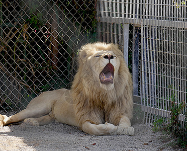 大狮子在动物园坐背景图片