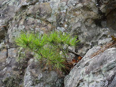 新鲜的青绿松树叶从岩图片
