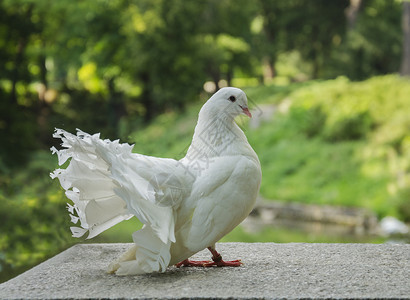 夏天在公园的夏天坐着美丽的白鸟鸽子图片
