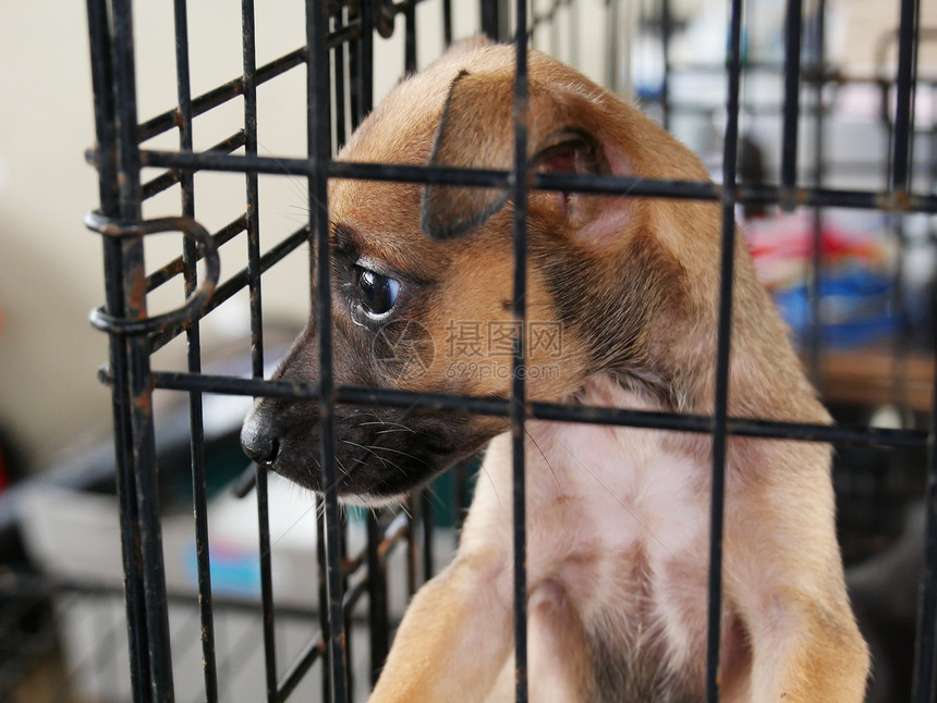 小棕色流浪小狗关在动物收容所的笼子里等待图片