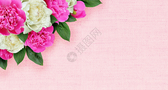 粉红色画布背景上的粉红色和白色牡丹花角布置图片