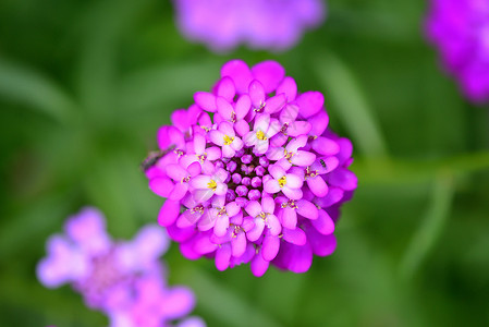 小紫色花朵Iberis图片