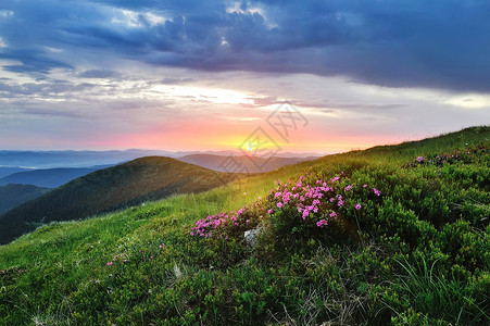 夏季山上神奇的粉红色杜鹃花日出图片