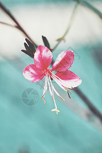嫩粉色花朵的近景带纹理的背景图片